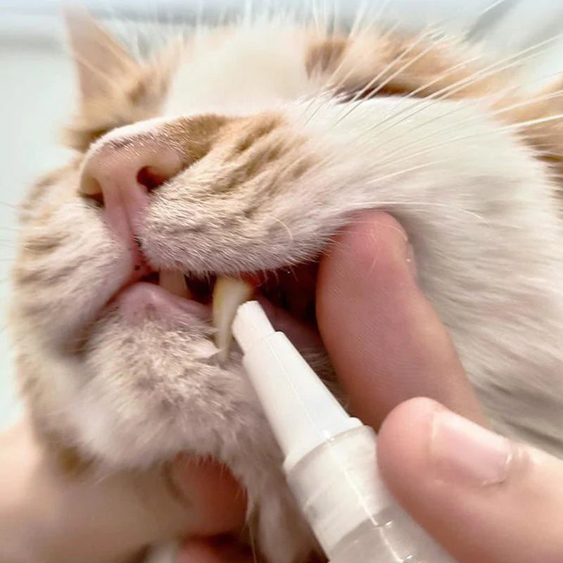 Pet Zahnbürsten-Stick - FrischBiss