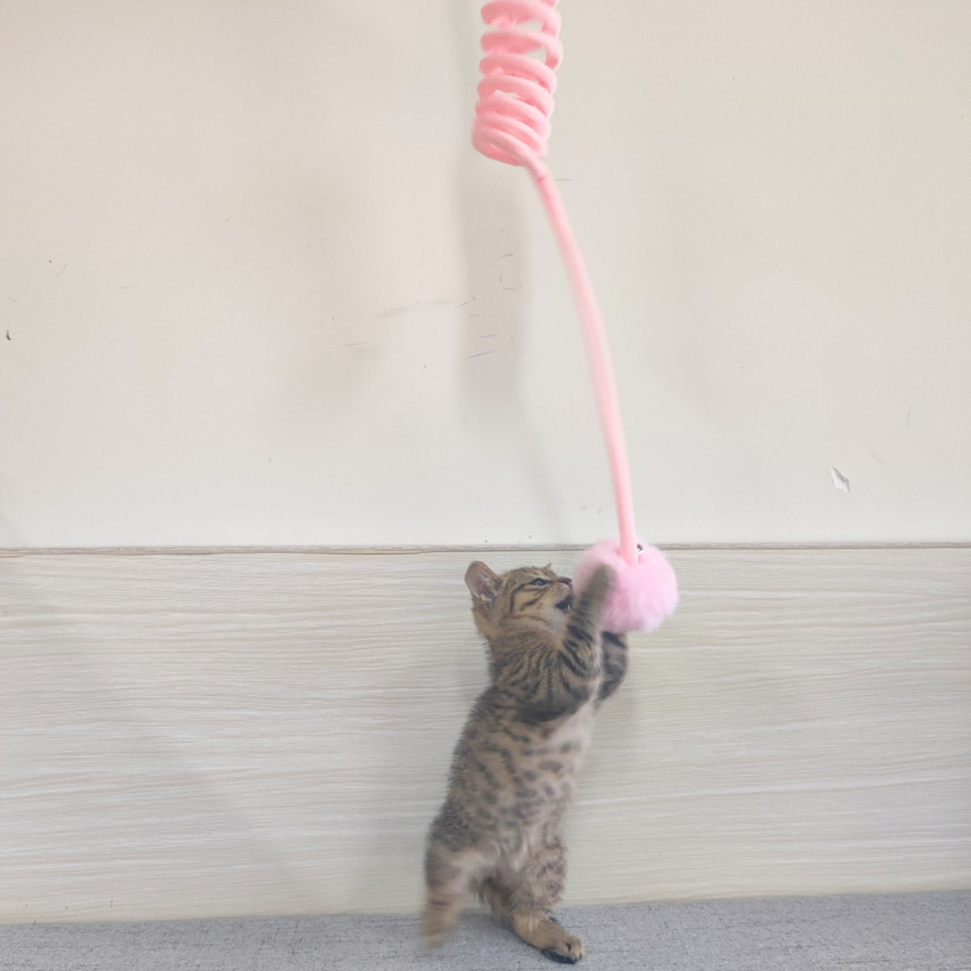 Interaktives Katzen Gummizug Spielzeug