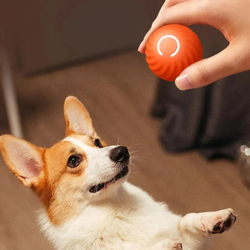 Automatisches Interaktives Hundespielzeug – RolliSpiel