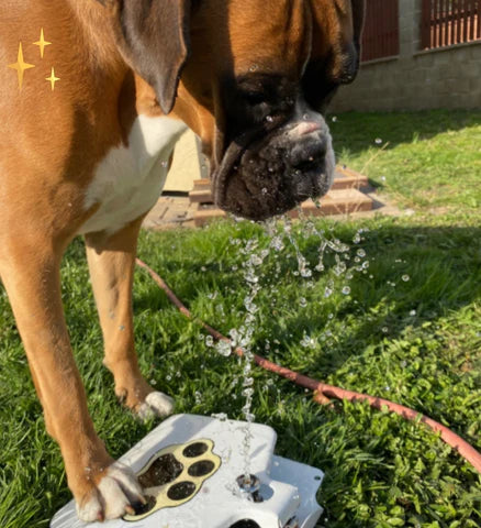 Interaktives Hundespielzeug – WasserPfote