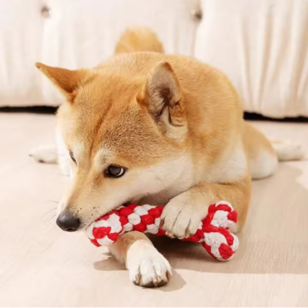 Zahnspielzeug für Hunde – ZahnBuddy