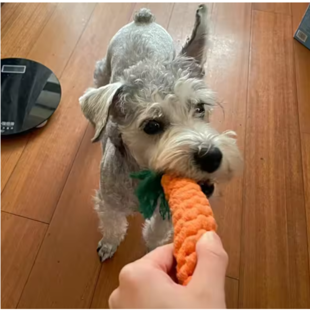 Robustes Kau- und Zugspielset für Hunde