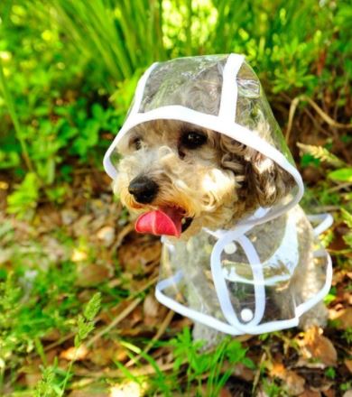 KlarRegen Wasserdichter Hundemantel