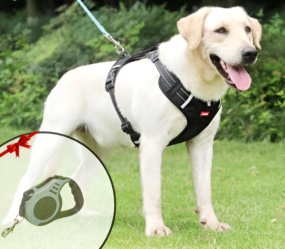 Zugfrei Hundegeschirr – LeichtLauf