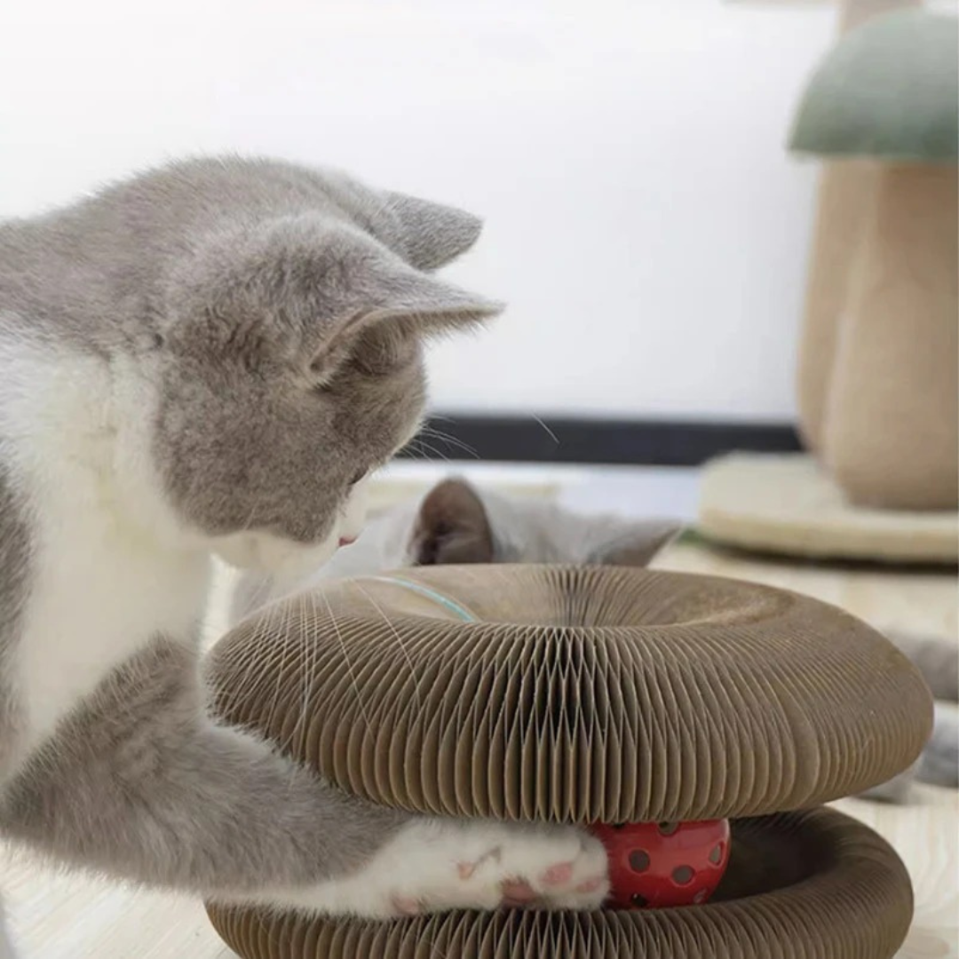 Katzen Kratz und Ball Spielzeug