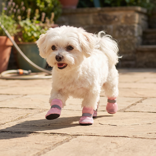 Atmungsaktive Mesh-Hundeschuhe für heiße Tage – mit weicher Sohle für kleine & große Hunde