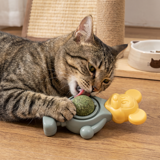 Katzenschnittkraut-Ball als Kauspielzeug