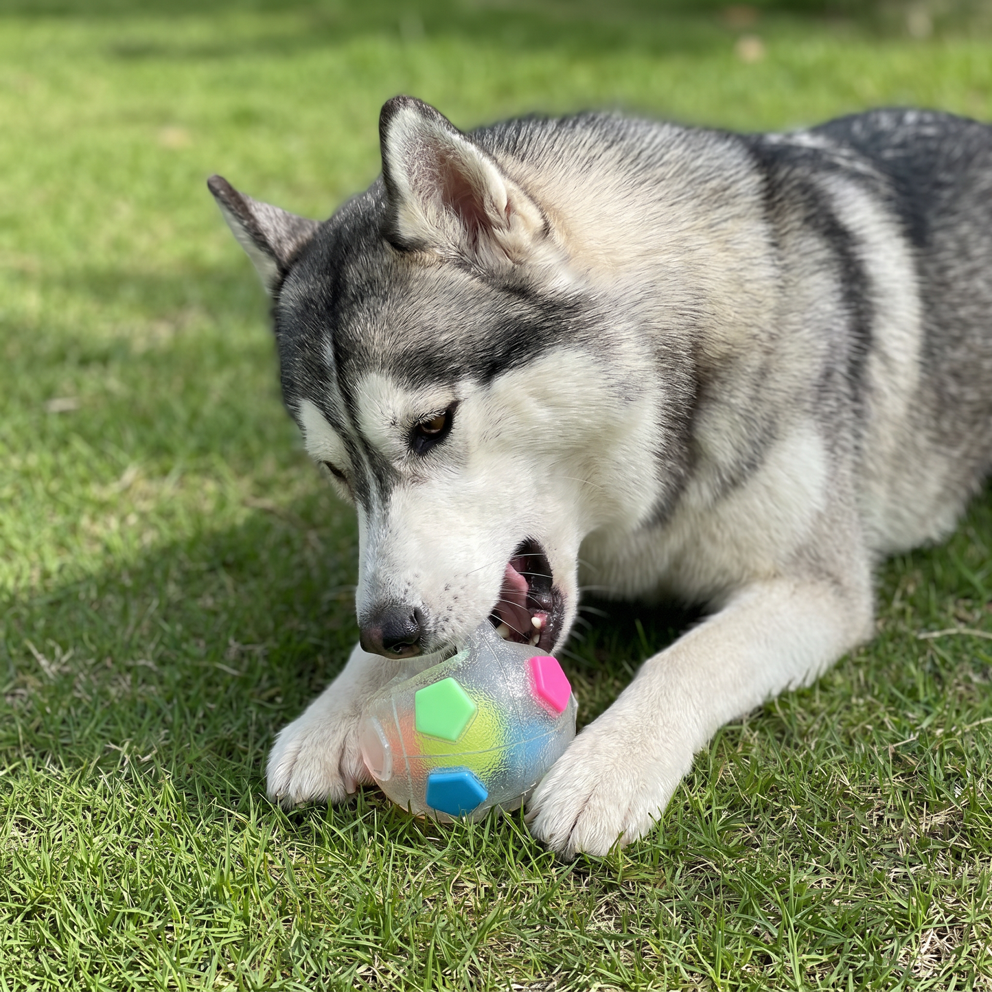 Robuster Spielzeug Ball zum Stressabbau für Hunde